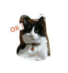 nekotomo（個別スタンプ：9）