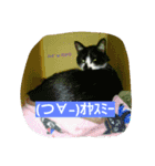 nekotomo（個別スタンプ：12）