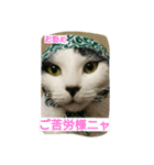 nekotomo（個別スタンプ：14）