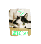 nekotomo（個別スタンプ：15）