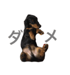 dog！！！！！（個別スタンプ：3）