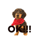 dog！！！！！（個別スタンプ：4）