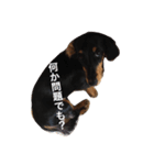 dog！！！！！（個別スタンプ：5）