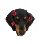 dog！！！！！（個別スタンプ：7）