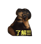 dog！！！！！（個別スタンプ：8）