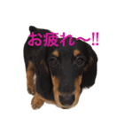 dog！！！！！（個別スタンプ：9）