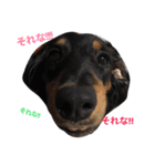 dog！！！！！（個別スタンプ：11）