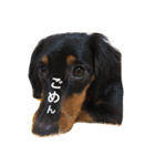 dog！！！！！（個別スタンプ：12）