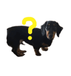 dog！！！！！（個別スタンプ：13）