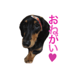 dog！！！！！（個別スタンプ：14）