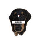 dog！！！！！（個別スタンプ：15）