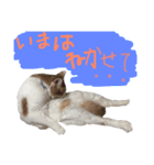 けだまのつぶやき（個別スタンプ：1）