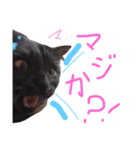 けだまのつぶやき（個別スタンプ：2）