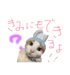 けだまのつぶやき（個別スタンプ：4）