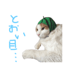 けだまのつぶやき（個別スタンプ：6）