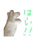 けだまのつぶやき（個別スタンプ：8）