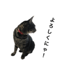 我が家の猫【くーちゃん】（個別スタンプ：1）