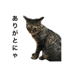 我が家の猫【くーちゃん】（個別スタンプ：2）