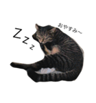 我が家の猫【くーちゃん】（個別スタンプ：4）