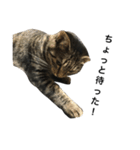 我が家の猫【くーちゃん】（個別スタンプ：5）