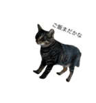 我が家の猫【くーちゃん】（個別スタンプ：8）