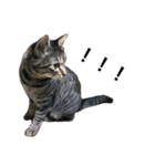 我が家の猫【くーちゃん】（個別スタンプ：10）