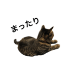 我が家の猫【くーちゃん】（個別スタンプ：11）