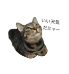 我が家の猫【くーちゃん】（個別スタンプ：12）