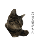 我が家の猫【くーちゃん】（個別スタンプ：13）