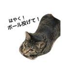 我が家の猫【くーちゃん】（個別スタンプ：14）