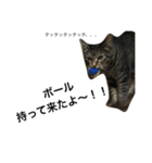 我が家の猫【くーちゃん】（個別スタンプ：15）