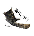 我が家の猫【くーちゃん】（個別スタンプ：16）