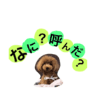 blair01（個別スタンプ：6）