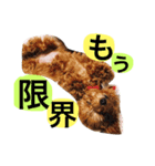 blair01（個別スタンプ：22）