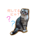 ぶるちゃんの日常（個別スタンプ：1）