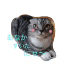 ぶるちゃんの日常（個別スタンプ：4）