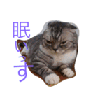 ぶるちゃんの日常（個別スタンプ：7）