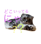 ぶるちゃんの日常（個別スタンプ：8）