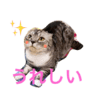 ぶるちゃんの日常（個別スタンプ：9）