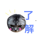 ぶるちゃんの日常（個別スタンプ：11）