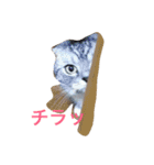 ぶるちゃんの日常（個別スタンプ：12）