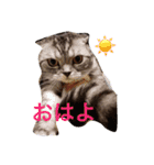 ぶるちゃんの日常（個別スタンプ：13）