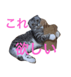ぶるちゃんの日常（個別スタンプ：15）