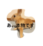 うさぎとその仲間たち！（個別スタンプ：4）