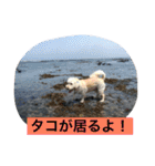 rikisama sanpo（個別スタンプ：3）