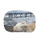 rikisama sanpo（個別スタンプ：4）
