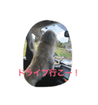rikisama sanpo（個別スタンプ：30）