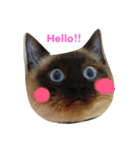 猫にゃんず（個別スタンプ：1）