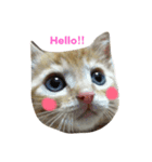 猫にゃんず（個別スタンプ：2）