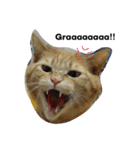 猫にゃんず（個別スタンプ：5）